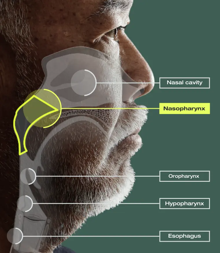 Profile view of a man’s head and throat, with a diagram of where the nasopharynx is located